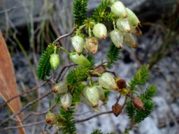 Erica urna-viridis leaves