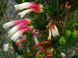 Erica versicolor unlikely flower colours
