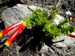 Erica versicolor, an Evanthe