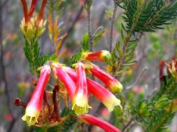 Erica versicolor shiny and bicoloured