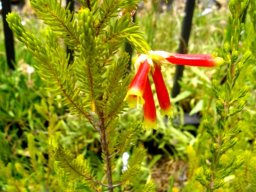Erica versicolor