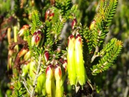 Erica viridiflora subsp. viridiflora