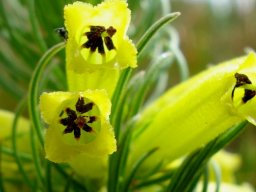 Erica viscaria subsp. longifolia flowers