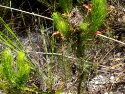 Erica viscaria subsp. longifolia