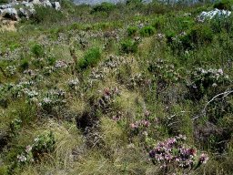 Erica viscaria subsp. longifolia, a fynbos stand