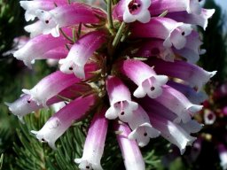 Erica viscaria subsp. longifolia flowers