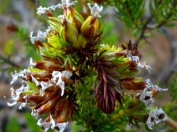 Erica walkeri old flowers