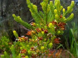 Erica walkeri leaves