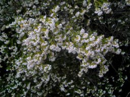 Erica quadrangularis 