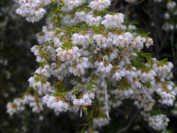 Erica quadrangularis inspired flowering 