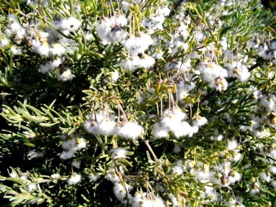 Eriocephalus africanus woolly, pendulous fruits