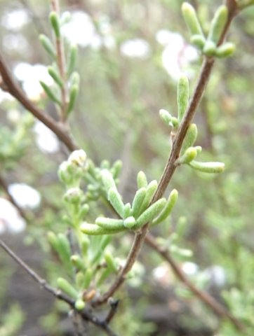 Eriocephalus africanus var. africanus leaves