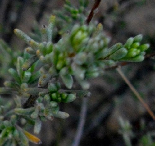 Eriocephalus capitellatus leaves