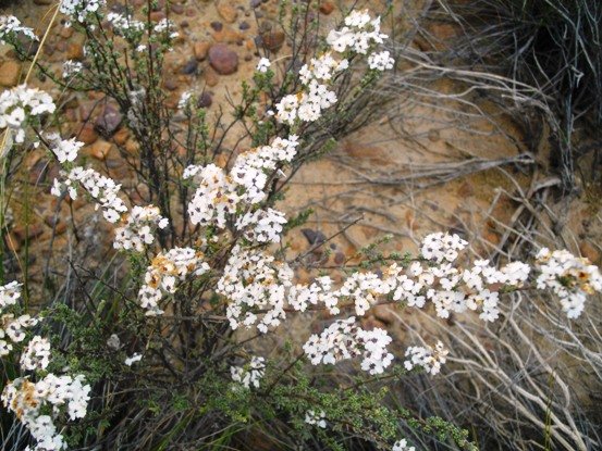 Eriocephalus capitellatus