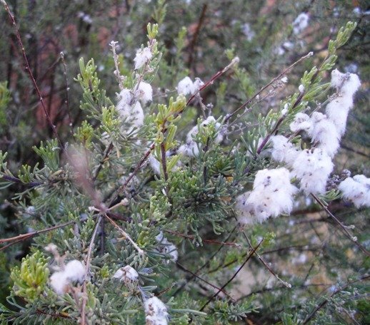 Eriocephalus capitellatus woolly fruit