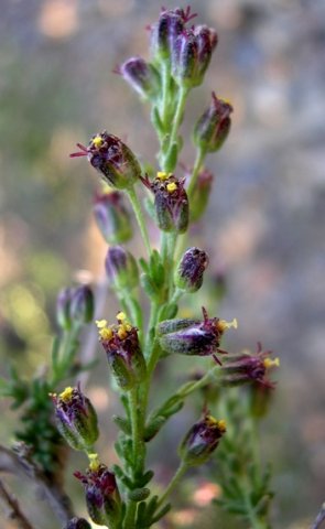 Eriocephalus ericoides subsp. ericoides inflorescence