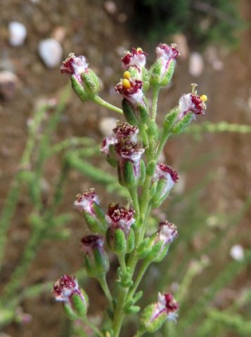 Eriocephalus ericoides subsp. ericoides yellow anthers