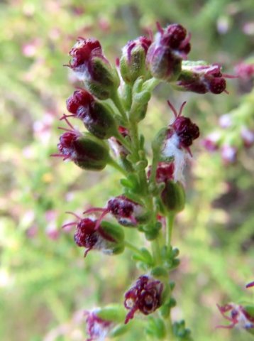 Eriocephalus ericoides subsp. ericoides branched styles