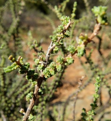 Eriocephalus ericoides subsp. ericoides leaves