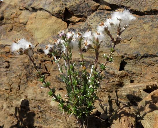 Eriocephalus grandiflorus leaves and fruit