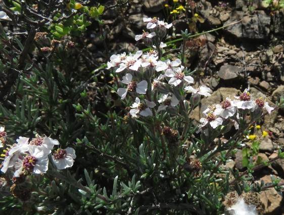 Eriocephalus grandiflorus