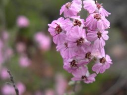 Eriocephalus africanus flowering pink