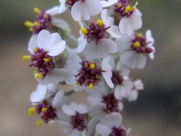 Eriocephalus africanus flowering white