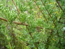 Eriocephalus africanus var. africanus leaves