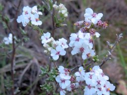 Eriocephalus africanus var. paniculatus