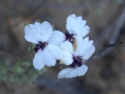 Eriocephalus capitellatus flowerheads
