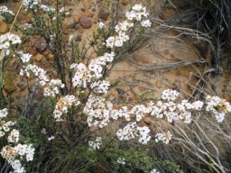 Eriocephalus capitellatus