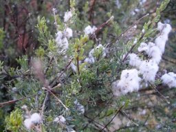 Eriocephalus capitellatus woolly fruit