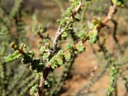 Eriocephalus ericoides subsp. ericoides leaves