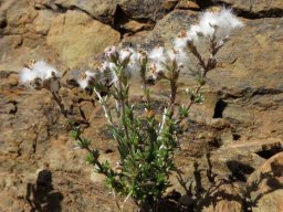 Eriocephalus grandiflorus leaves and fruit