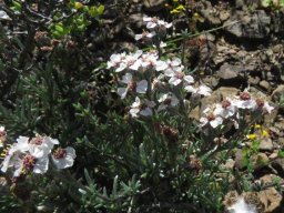 Eriocephalus grandiflorus