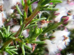 Eriocephalus purpureus leaves