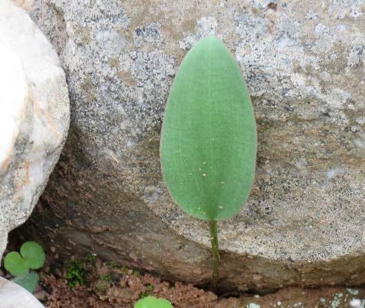 Eriospermum aequilibre