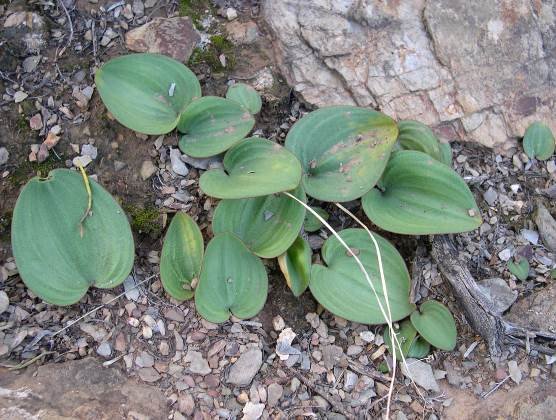 Eriospermum