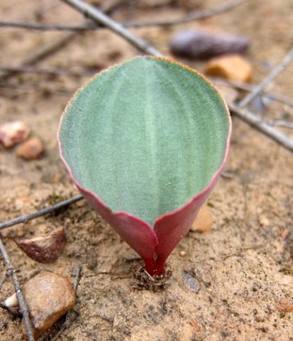 Eriospermum capense subsp. capense striking a pose
