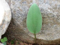 Eriospermum aequilibre