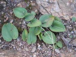 Eriospermum