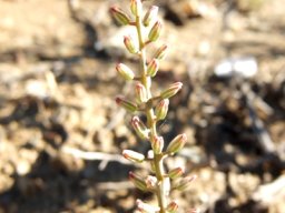 Eriospermum zeyheri raceme