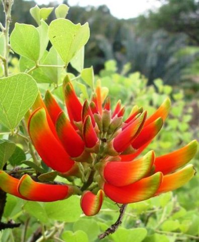 Erythrina acanthocarpa