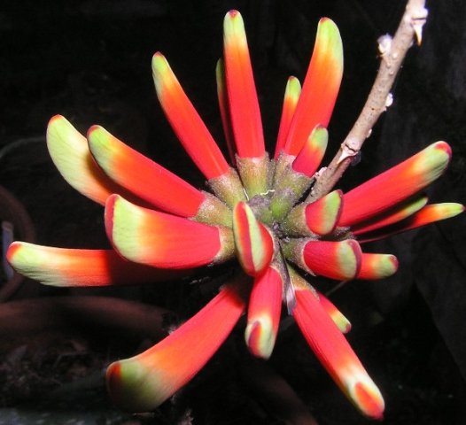 Erythrina acanthocarpa flowers and buds