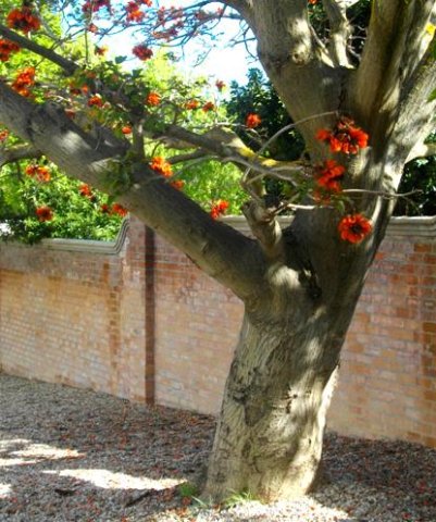 Erythrina afra trunk