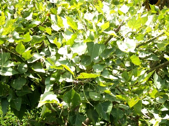Erythrina afra leaves