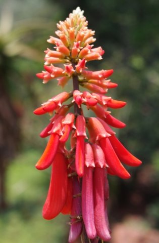 Erythrina humeana inflorescence 