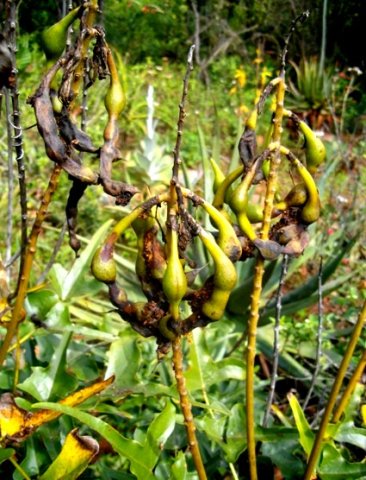 Erythrina humeana pods