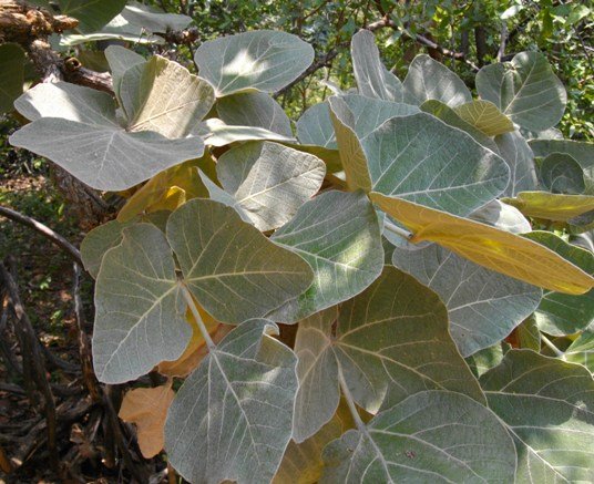 Erythrina latissima young leaves