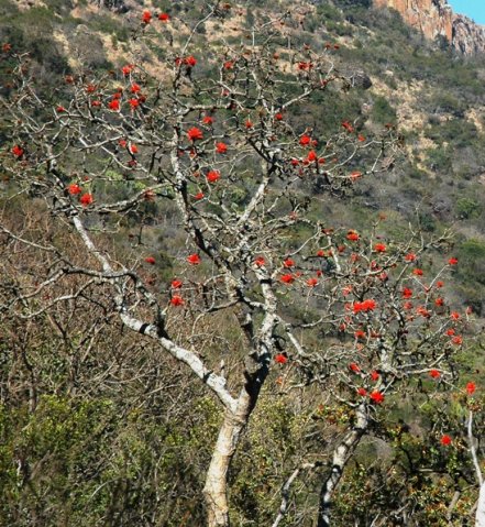 Erythrina lysistemon